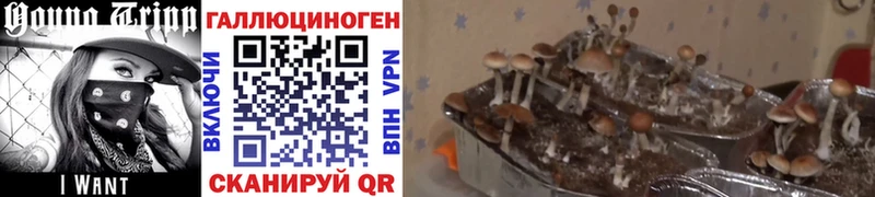 Псилоцибиновые грибы GOLDEN TEACHER  Гусиноозёрск 